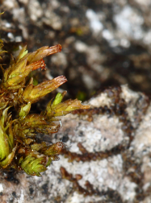 Nyholmiella obtusifolia